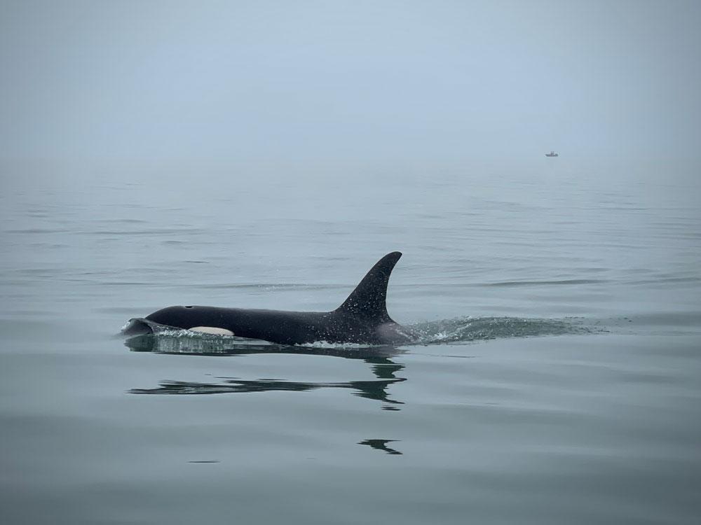 A killer whale near Juneau, Alaska, during a private whale-watching tour.