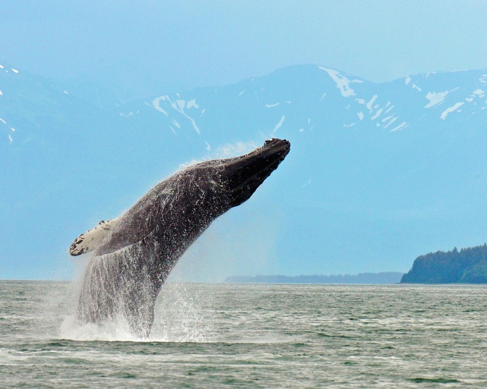 best place to whale-watch in alaska in late july
